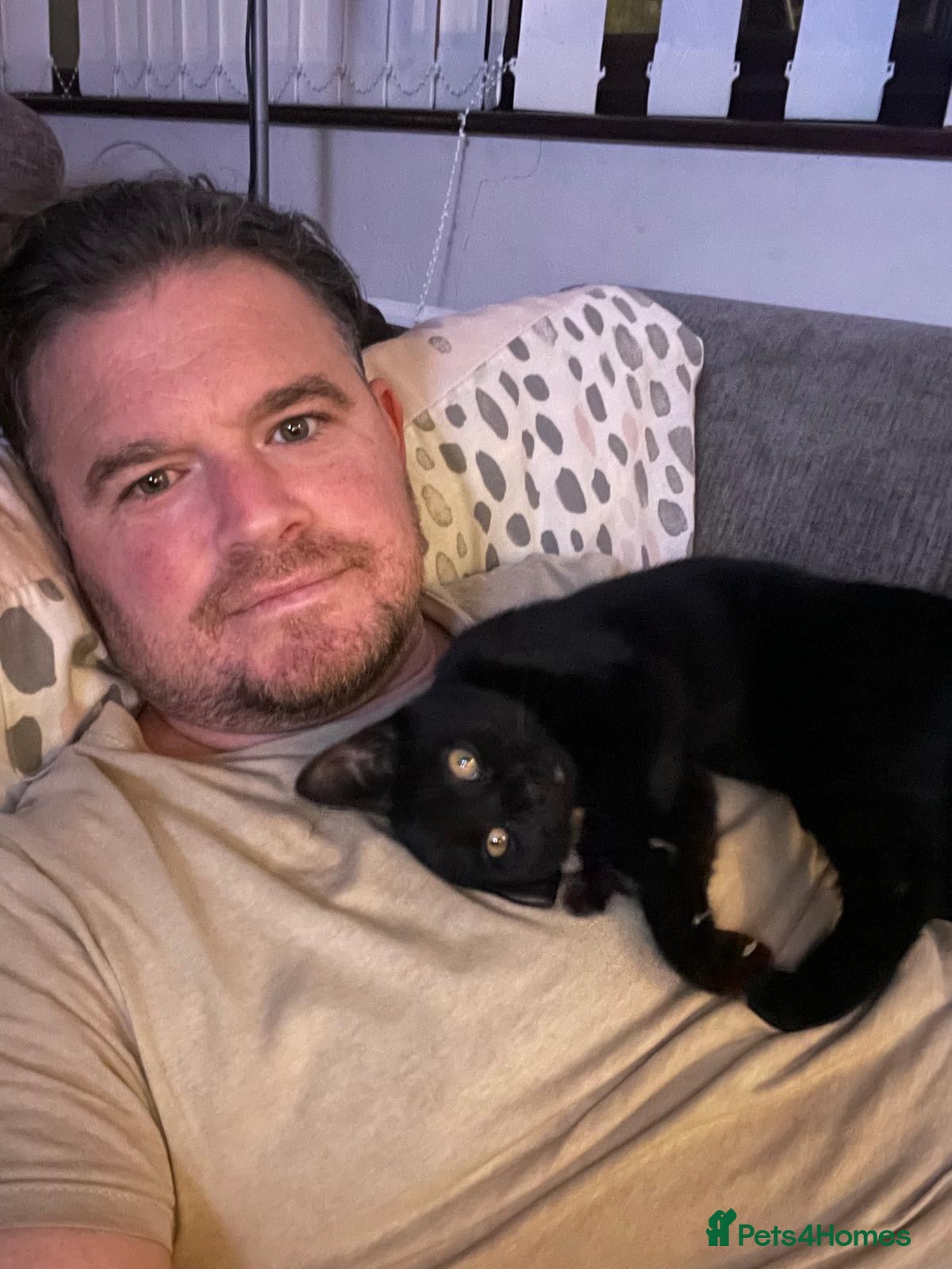 Domestic Shorthair cats Four black kittens all over 8 weeks old  - Advert 8