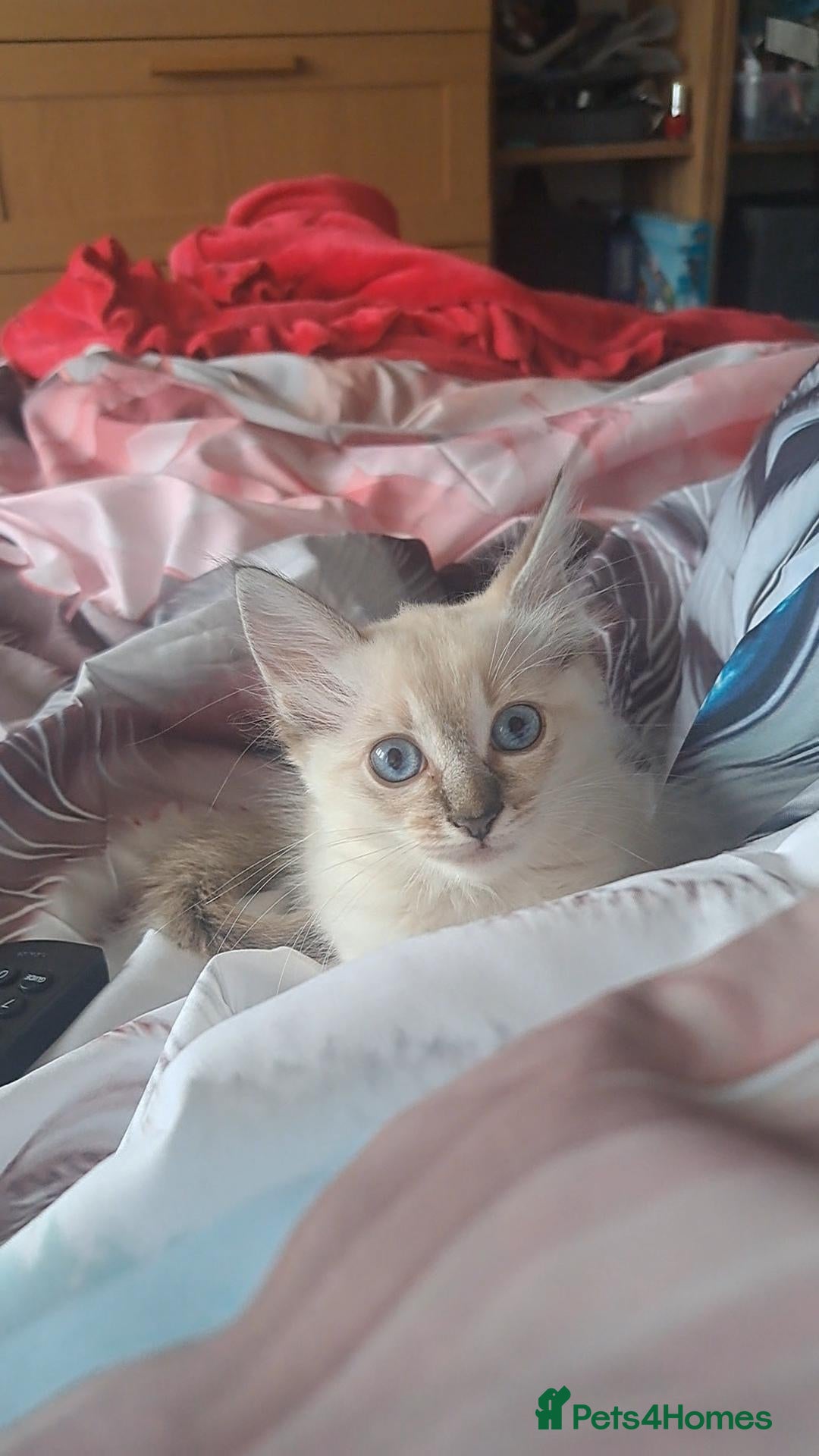 Mixed Breed cats READY nOW last kitten girl blue-eyed  - Advert 18