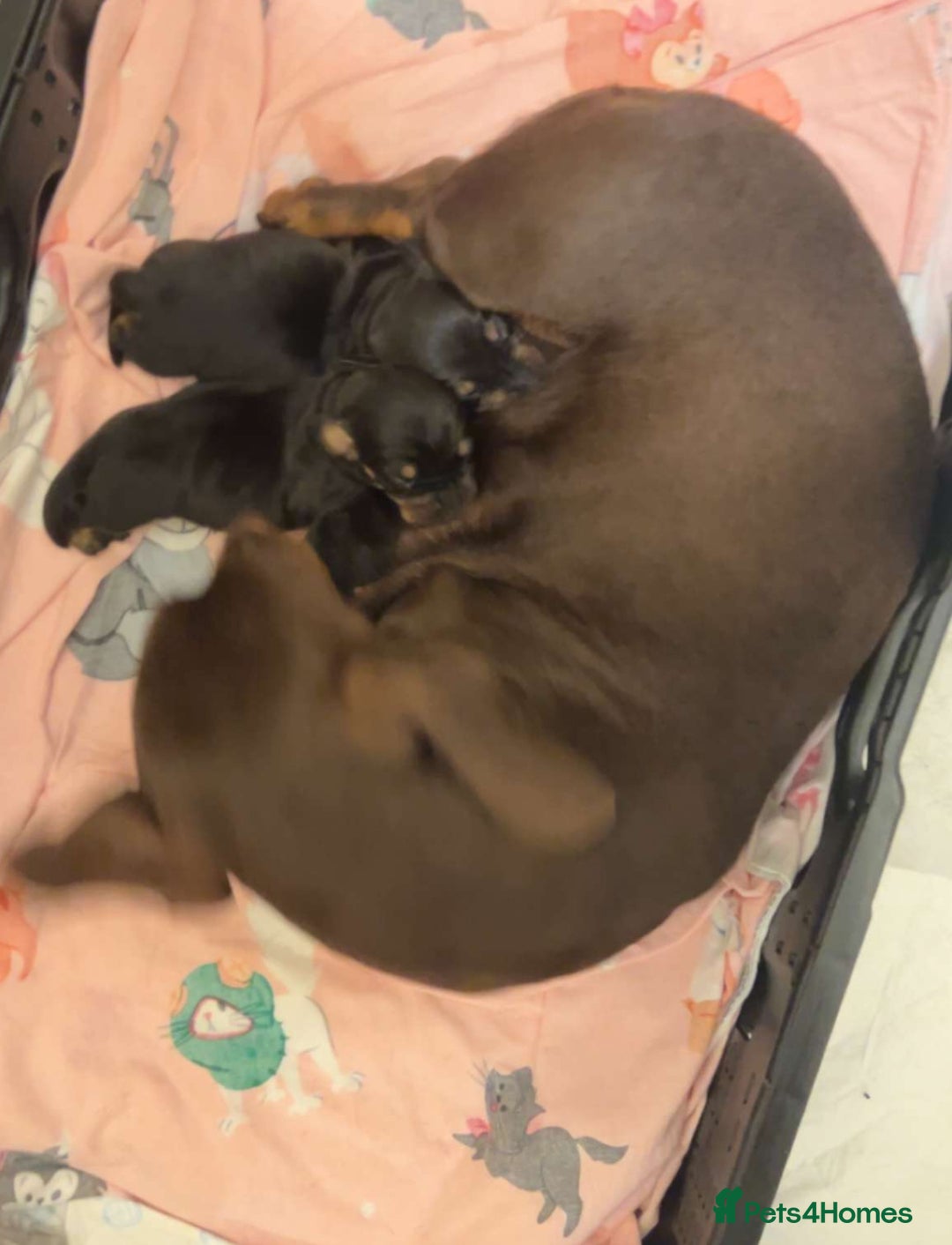 Dachshund dogs for sale: Dashound Puppies - Image 5