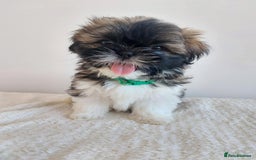 Shih Tzu dogs for sale: Beautiful Shih tzu puppies 🫶🏼 - Image 12