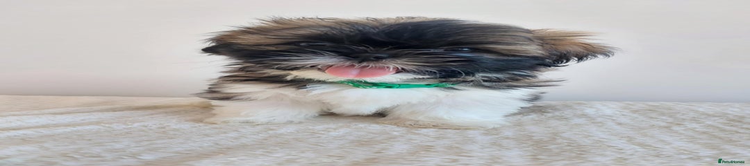Shih Tzu Puppy 1