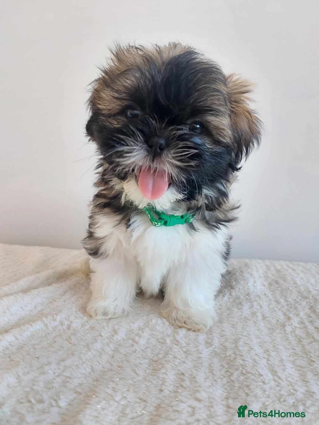 Shih Tzu dogs for sale: Beautiful Shih tzu puppies 🫶🏼 - Image 12