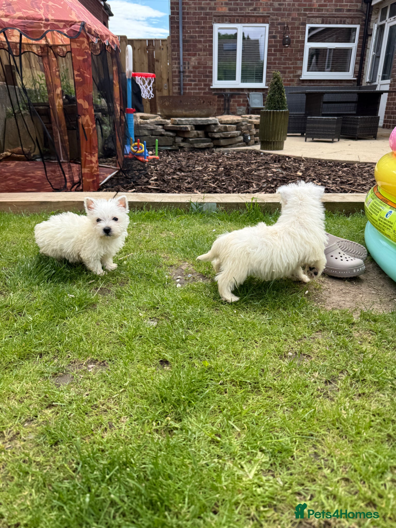 West Highland Terrier dogs for sale: Westies  in Middlesbrough - Advert 5