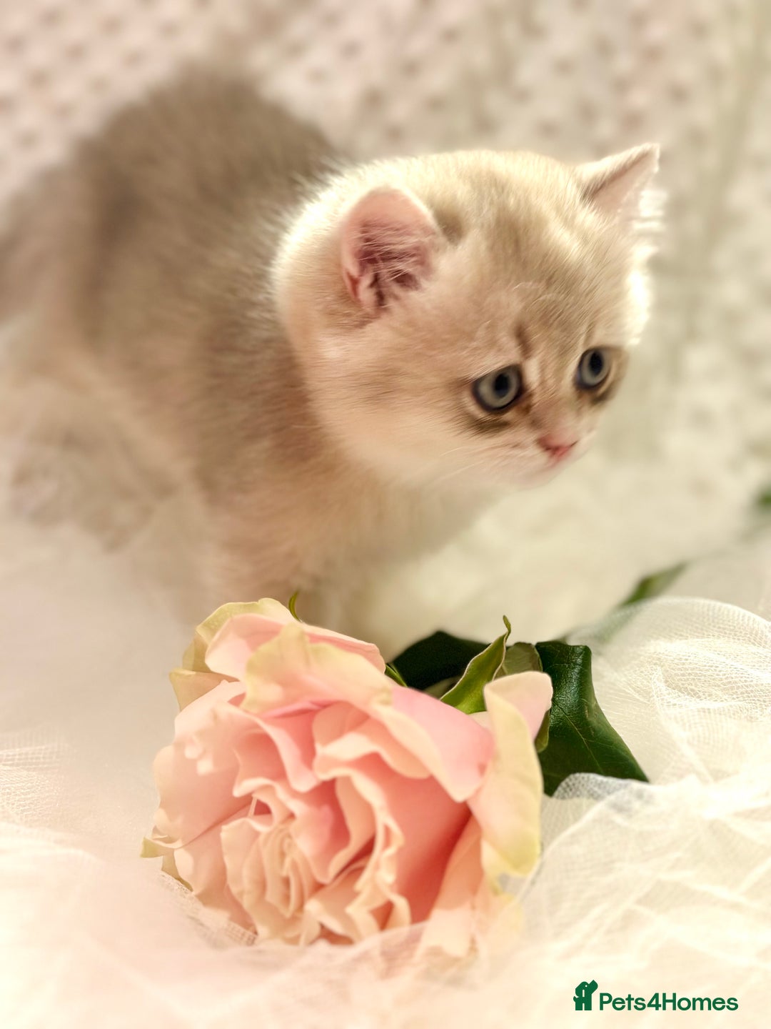 British Shorthair cats for sale: Two Blue Gold Boys  - Advert 19