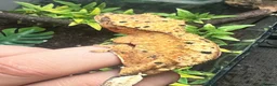 Gecko reptiles for sale: CB26 Super Dalmatian Crested Gecko  in Mansfield - Advert 1