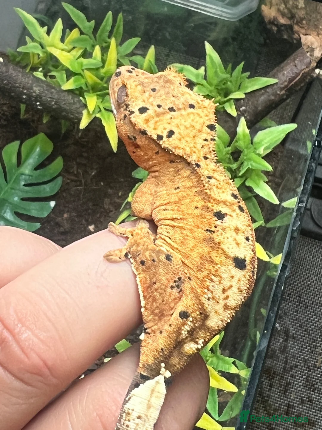 Gecko reptiles for sale: CB26 Super Dalmatian Crested Gecko  in Mansfield - Advert 1