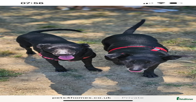 Mixed Breed dogs in Hengoed - Advert 2