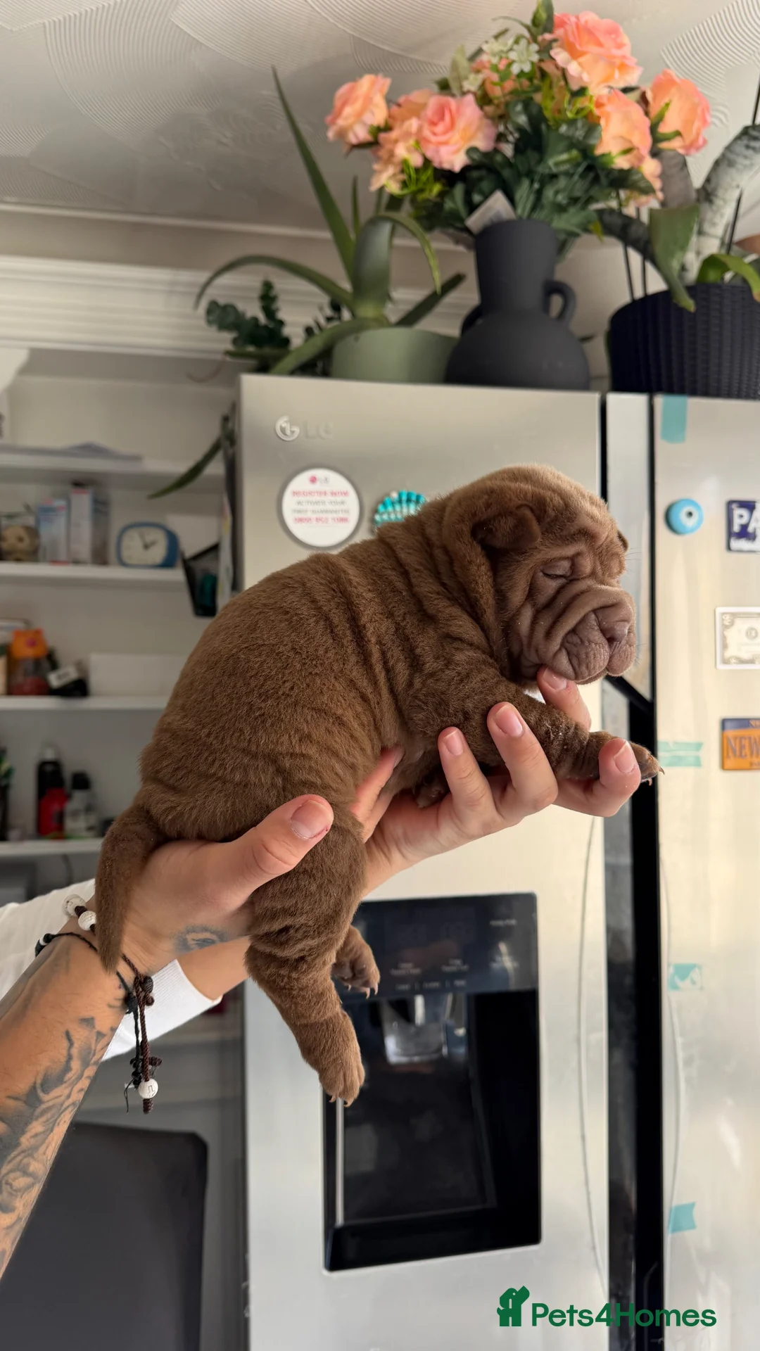 Shar Pei dogs for sale: LOVELY SHAR PEII  - Advert 1