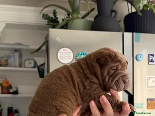 Shar Pei dogs LOVELY SHAR PEII - Advert 2