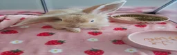Mini Lop rabbits for sale: Mini Lop Girl Rabbits in Plymouth - Advert 3