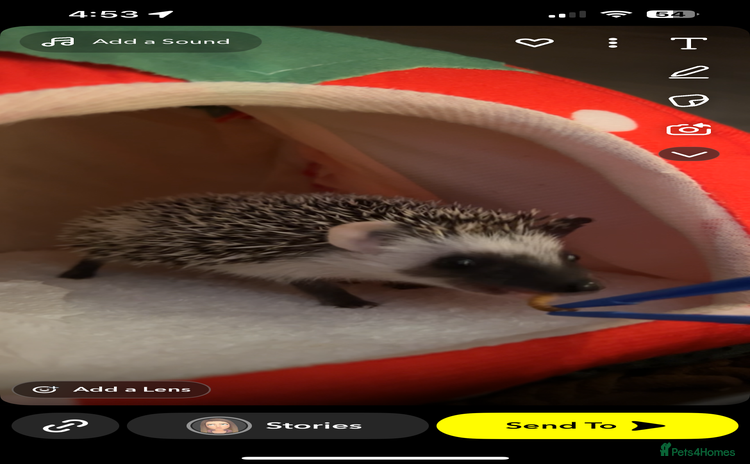 Pygmy Hedgehog rodents - Advert 3