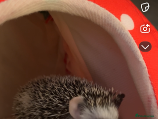 Pygmy Hedgehog rodents - Advert 9