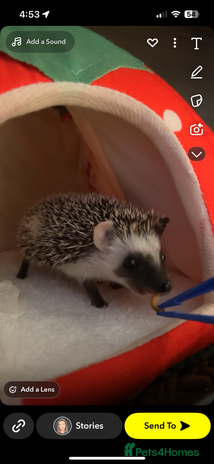 Pygmy Hedgehog rodents - Advert 2