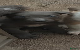 Lurcher dogs for sale: Lurcher  - Image 3