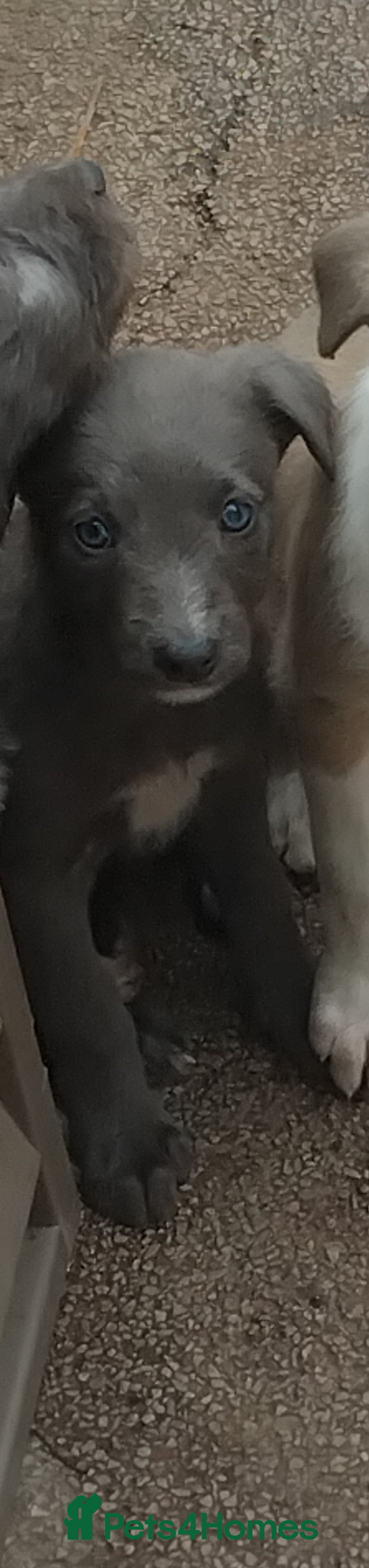 Lurcher dogs for sale: Lurcher  - Image 3