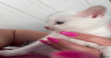 Mixed Breed cats - Advert 15