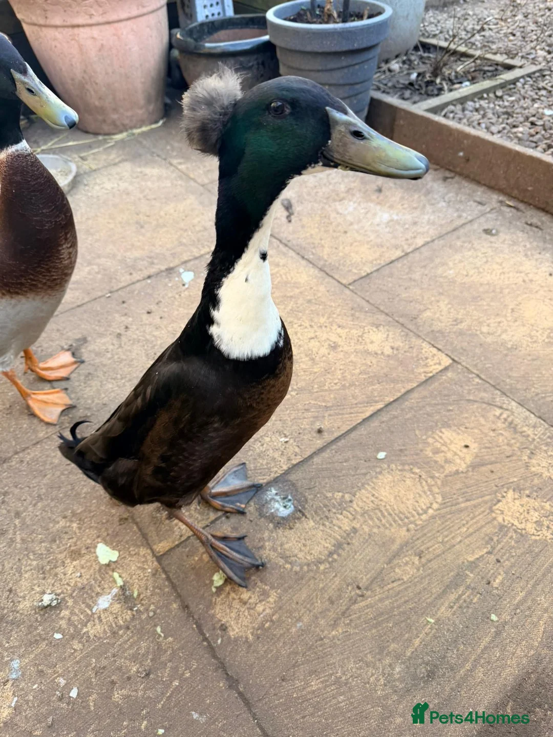 Ducks poultry for sale: Indian runner ducks in Market Drayton - Advert 2
