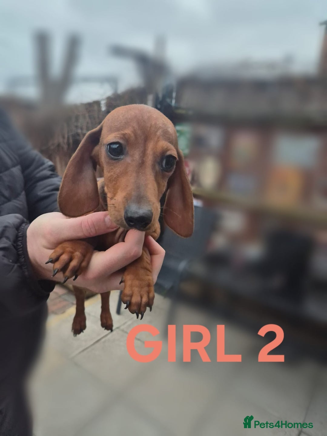 Miniature Dachshund dogs for sale: 2 Remaining! Miniature Dachshunds For Sale! - Advert 5