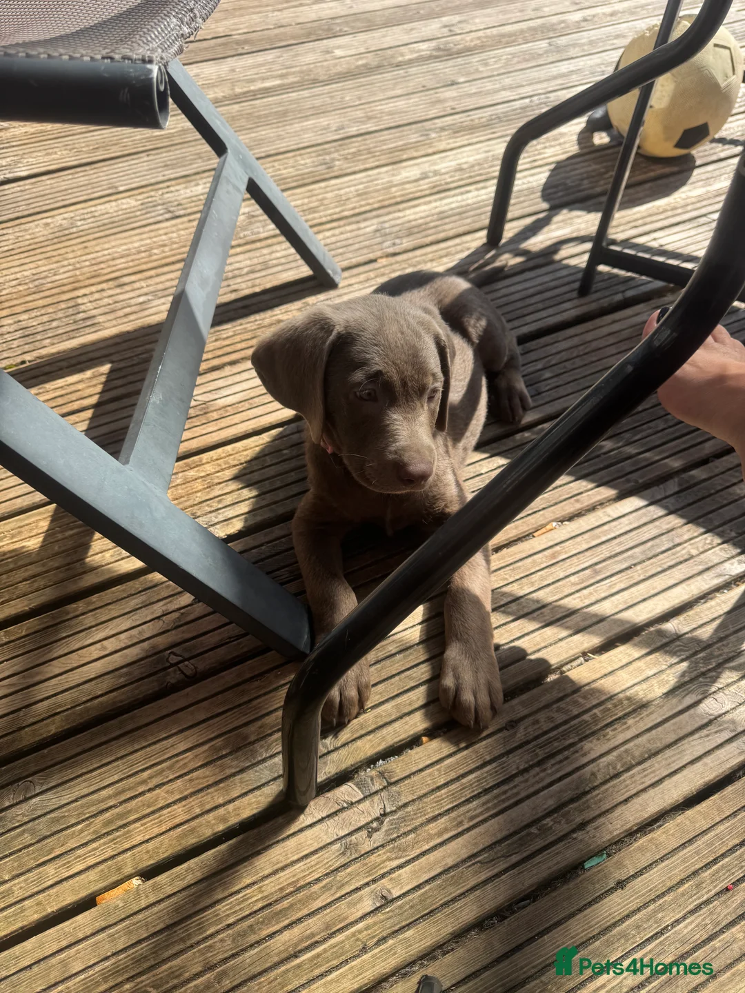 Labrador Retriever dogs for stud: KC REGISTERED LABRADOR STUD  - Advert 11