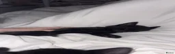 Domestic Shorthair cats for sale: black kittens - Advert 4