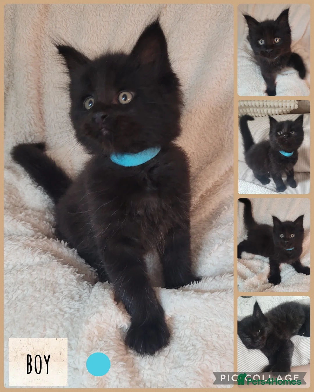 Maine Coon cats for sale: 🐾🐈‍⬛GORGEOUS 6 WEEK OLD MAINE COON KITTENS🐈‍⬛🐾 - Advert 3