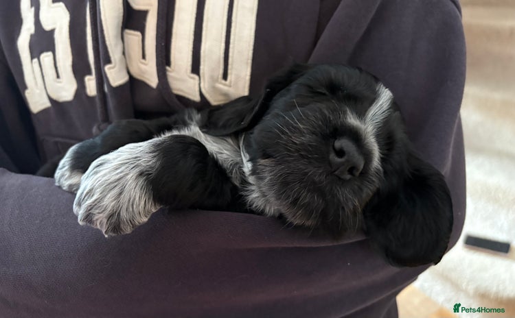 Cocker Spaniel dogs - Advert 1
