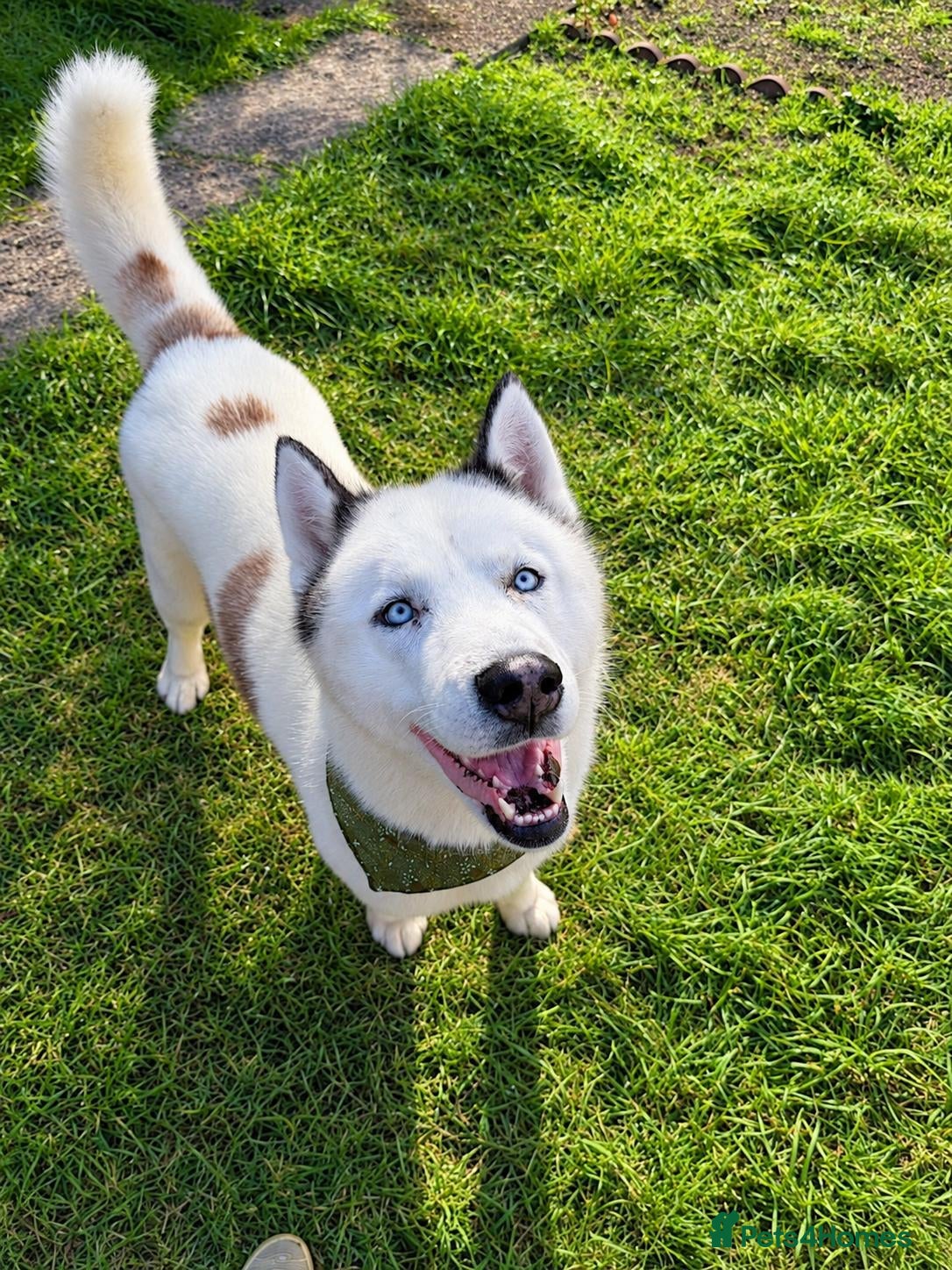 Siberian Husky dogs Siberian Husky for Stud - Advert 1