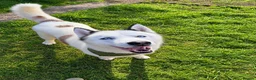 Siberian Husky dogs for stud: Siberian Husky for Stud - Advert 1