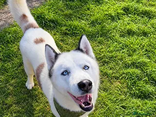 Siberian Husky dogs Siberian Husky for Stud - Advert 1