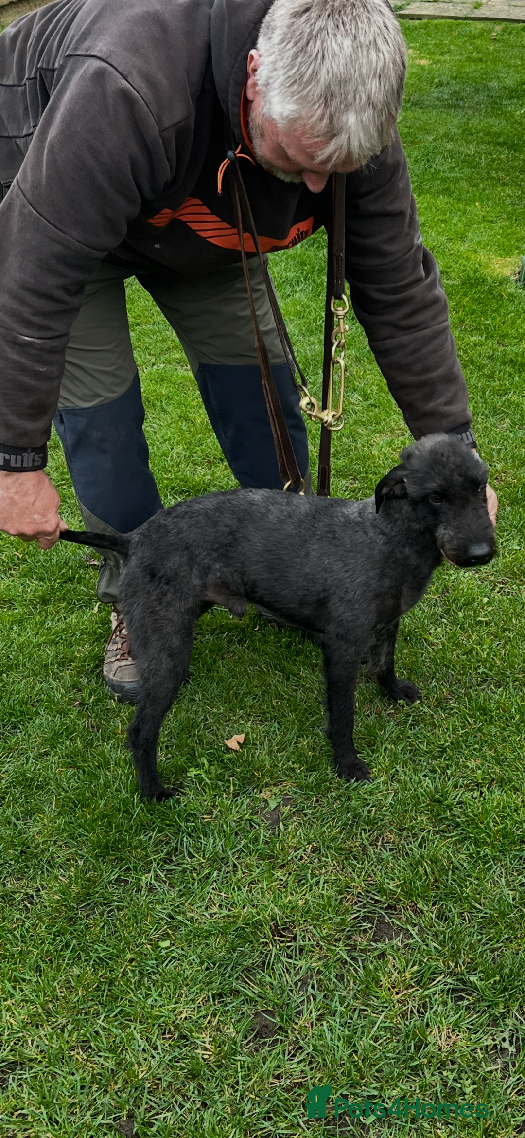 Bedlington Terrier dogs for sale: KC registered Bedlington terrier puppy - Advert 2