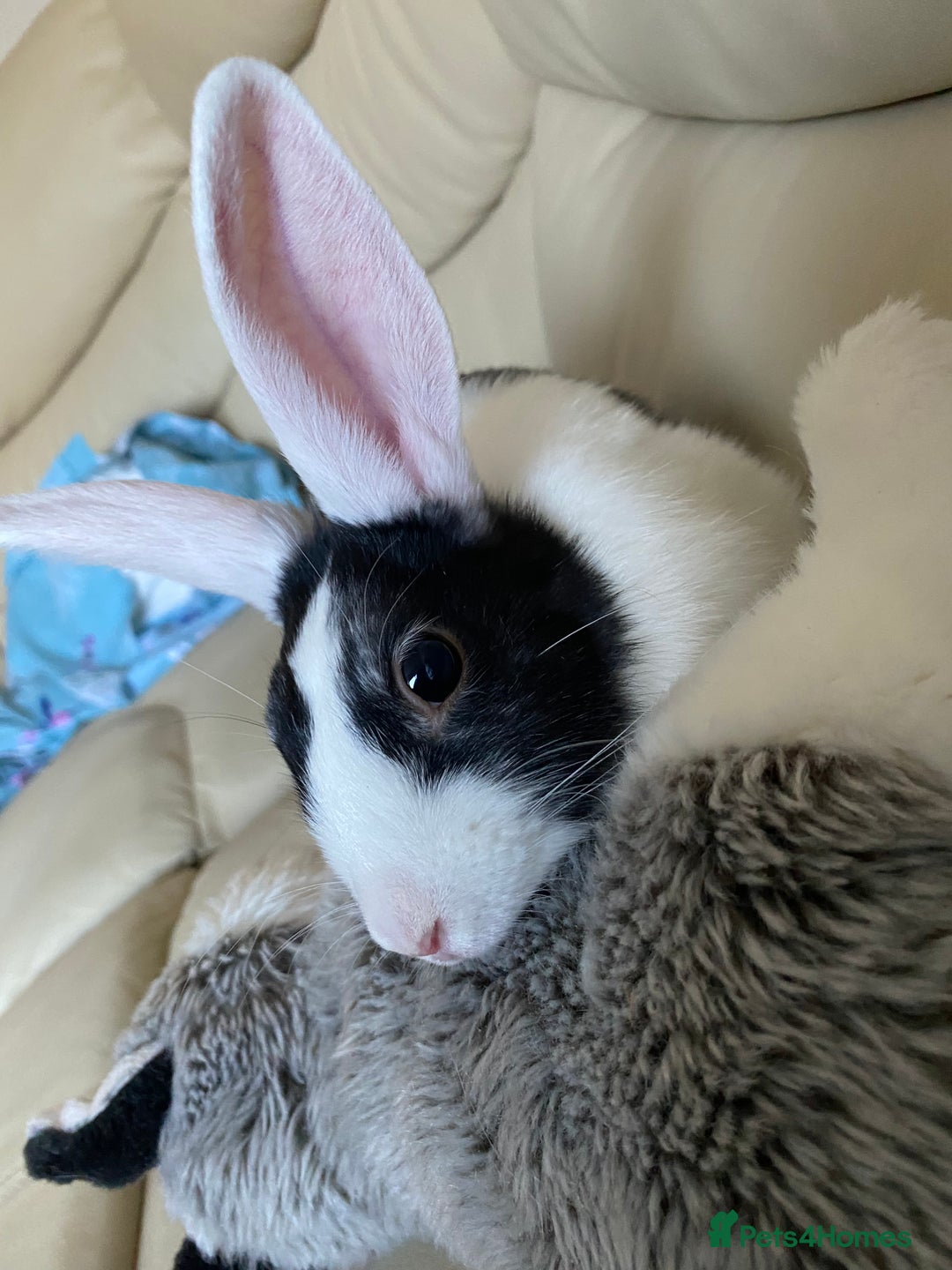 Mini Lion Lop rabbits for sale: Mini lion lop(black/brown) - Image 5