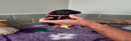 Saint Berdoodle dogs for sale: Miniature F1b Saint Bernadoodles  - Advert 39