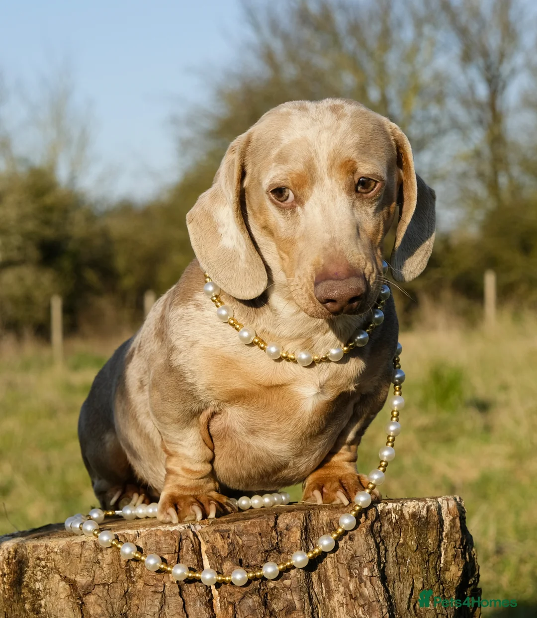 Miniature Dachshund dogs for stud: Award winning breeder-KC lilac/Isabella Dapple  - Advert 1
