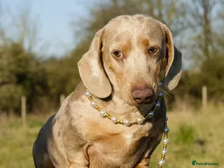 Miniature Dachshund dogs Award winning breeder-KC lilac/Isabella Dapple - Advert 9