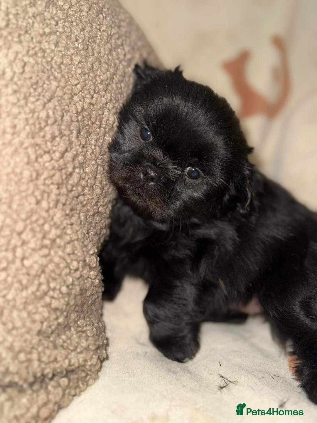 Shih Tzu dogs for sale: Stunning Black Shih Tzu Puppies - Advert 13