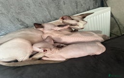 Sphynx cats for sale: Beautiful sphynx kittens  - Image 4