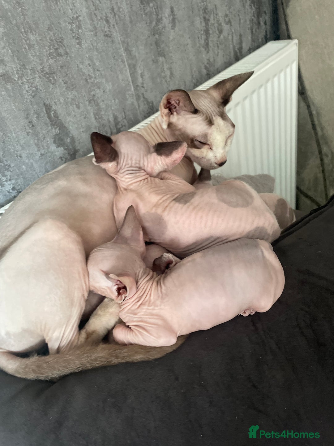 Sphynx cats for sale: Beautiful sphynx kittens  - Image 4