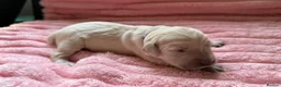 Golden Retriever dogs for sale: Gorgeous Golden Retriever Puppies For Sale - Advert 13