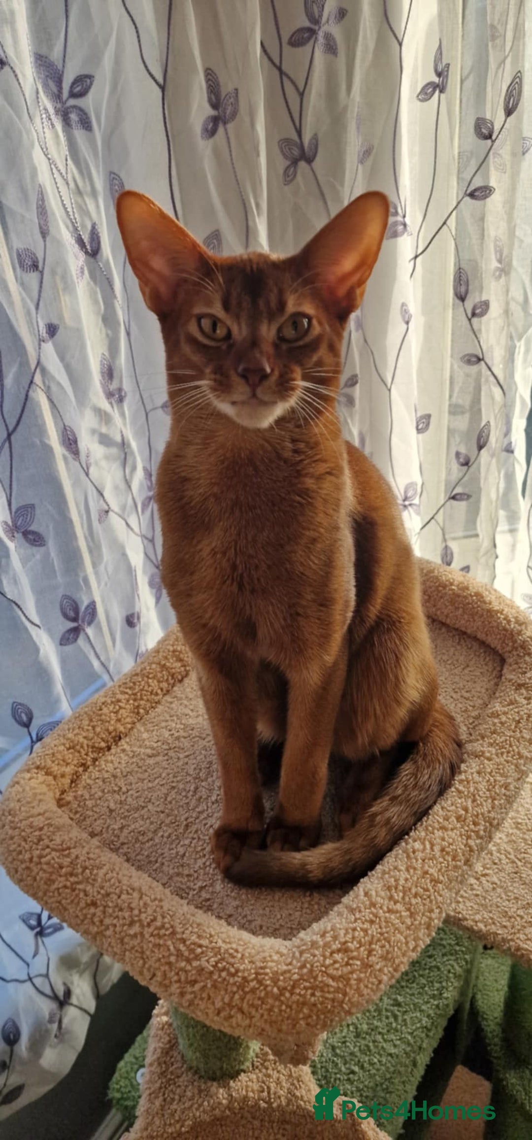 Abyssinian cats for stud: MR Gucci ( Ginger) in Great Yarmouth - Advert 4