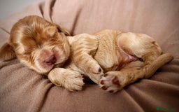 Cocker Spaniel dogs for sale: Beautiful family SHOW cocker spaniels - Image 9
