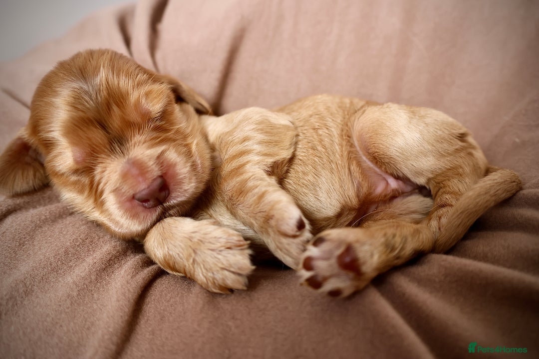 Cocker Spaniel dogs for sale: Beautiful family SHOW cocker spaniels - Image 9
