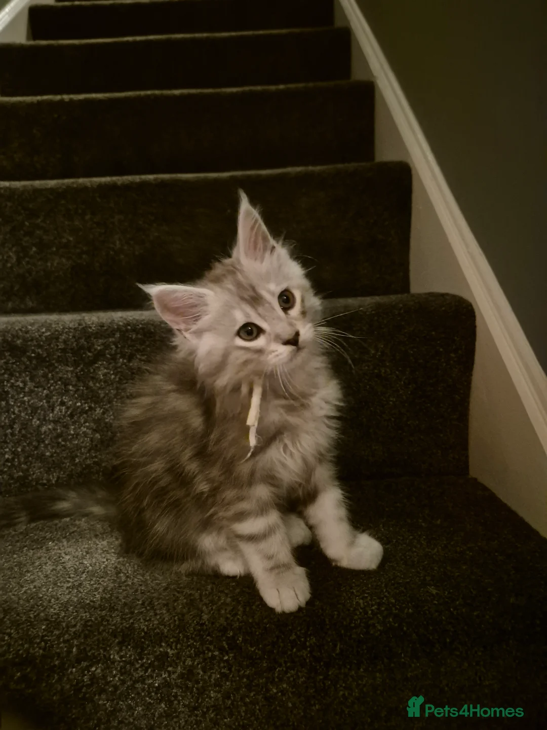 Maine Coon cats for sale: Tica registered Maine Coon kittens - Advert 13