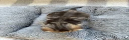 Mixed Breed cats for sale: Beautiful tabby kittens - Advert 7