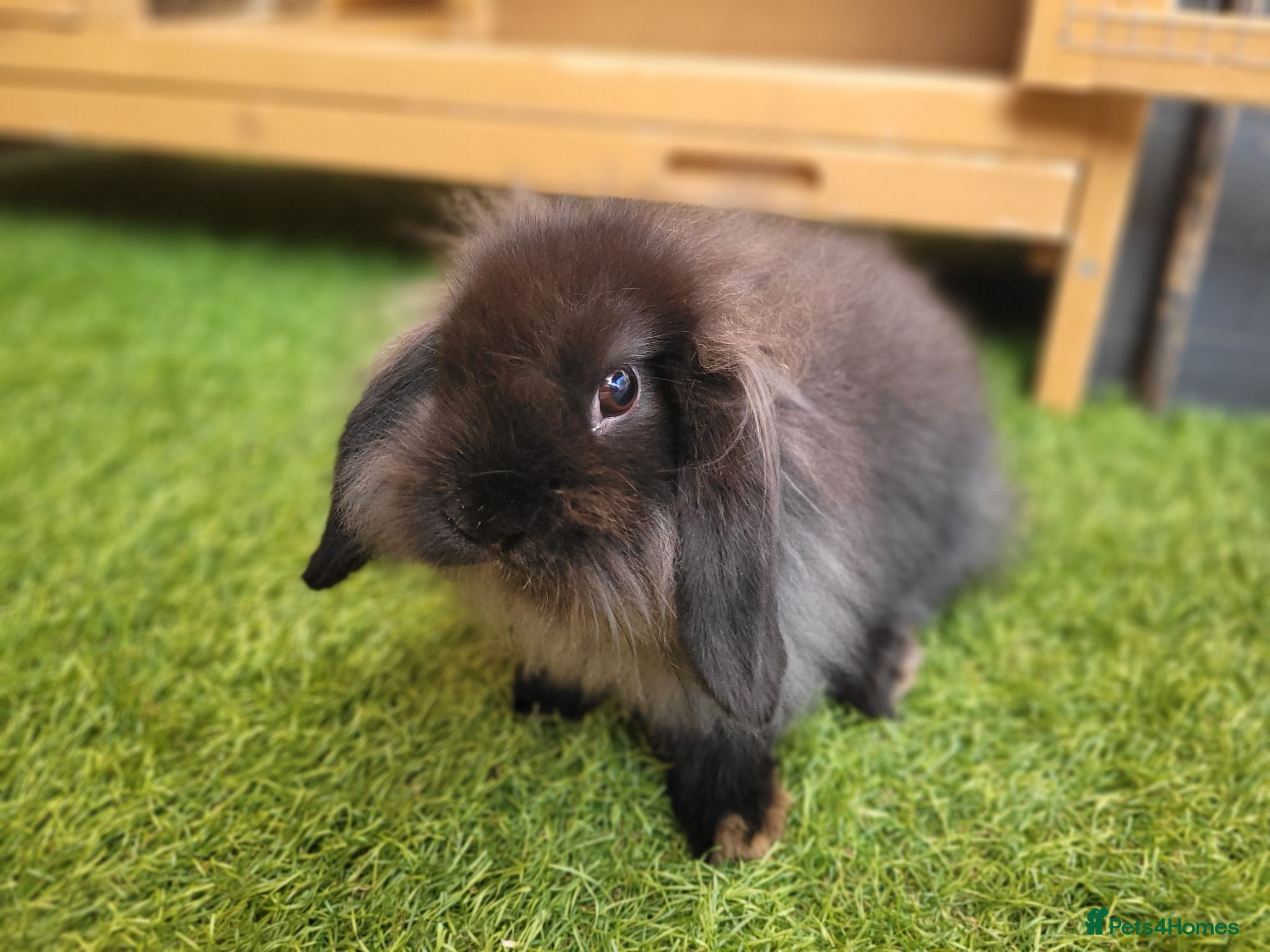Mini Lion Lop rabbits Stunning Mini Lion Lop - ONE LEFT - Advert 1