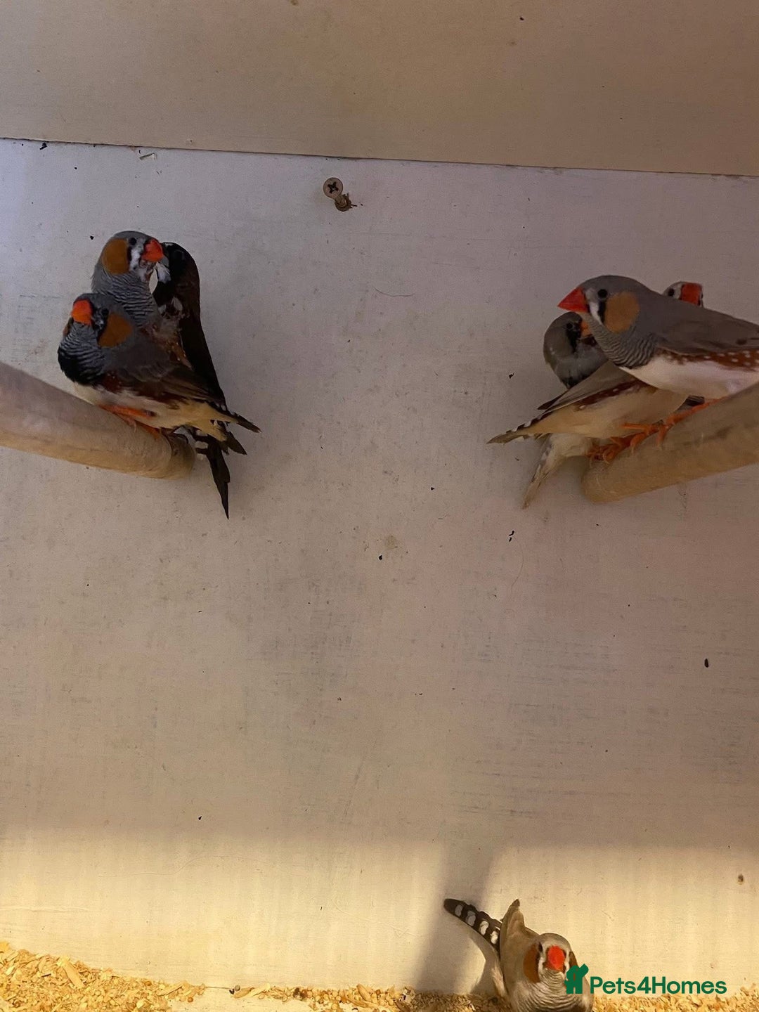 Lovebirds birds for sale: 3 pairs of budgies - Image 2