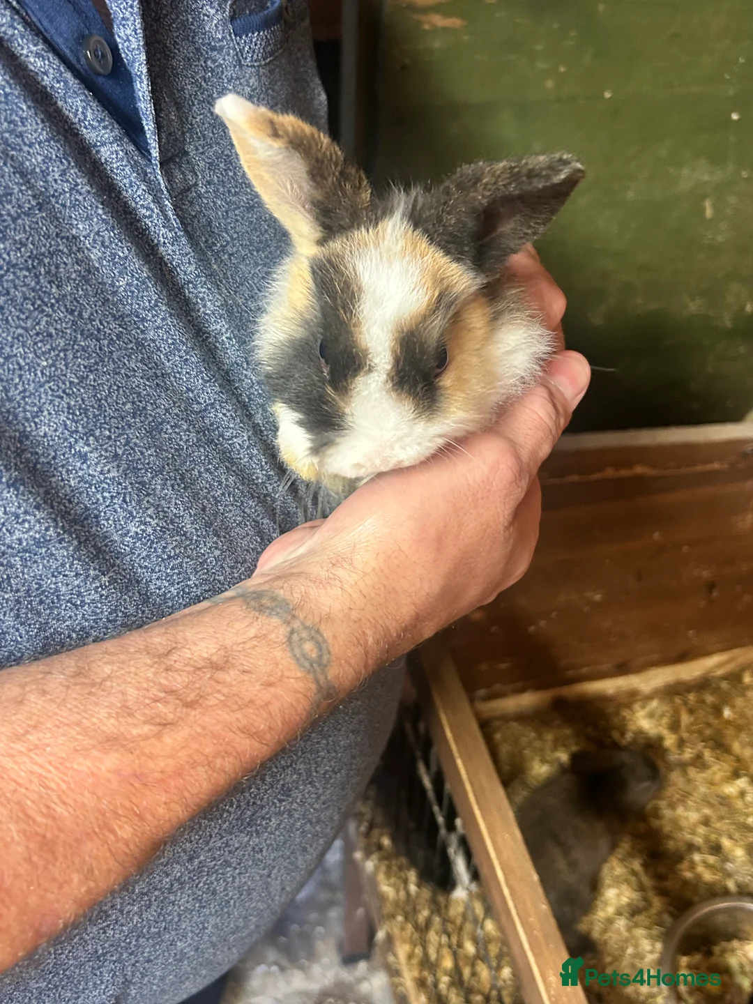 Mini Lion Lop rabbits for sale: 7 mini lop - Advert 1