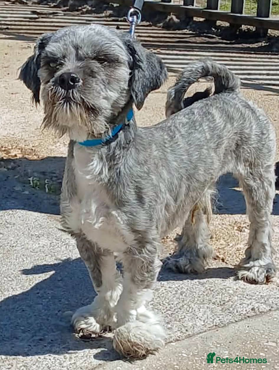 Lhasa Apso dogs Friendly boy Bruno wants a new loving forever home - Advert 2