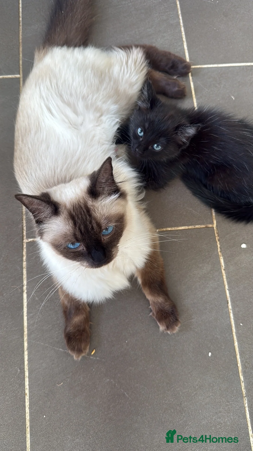 Mixed Breed cats for sale: Ragdoll mixed kitten  - Advert 2