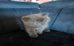 British Shorthair cats for sale: Gorgeous half British short-hair kittens - Image 15