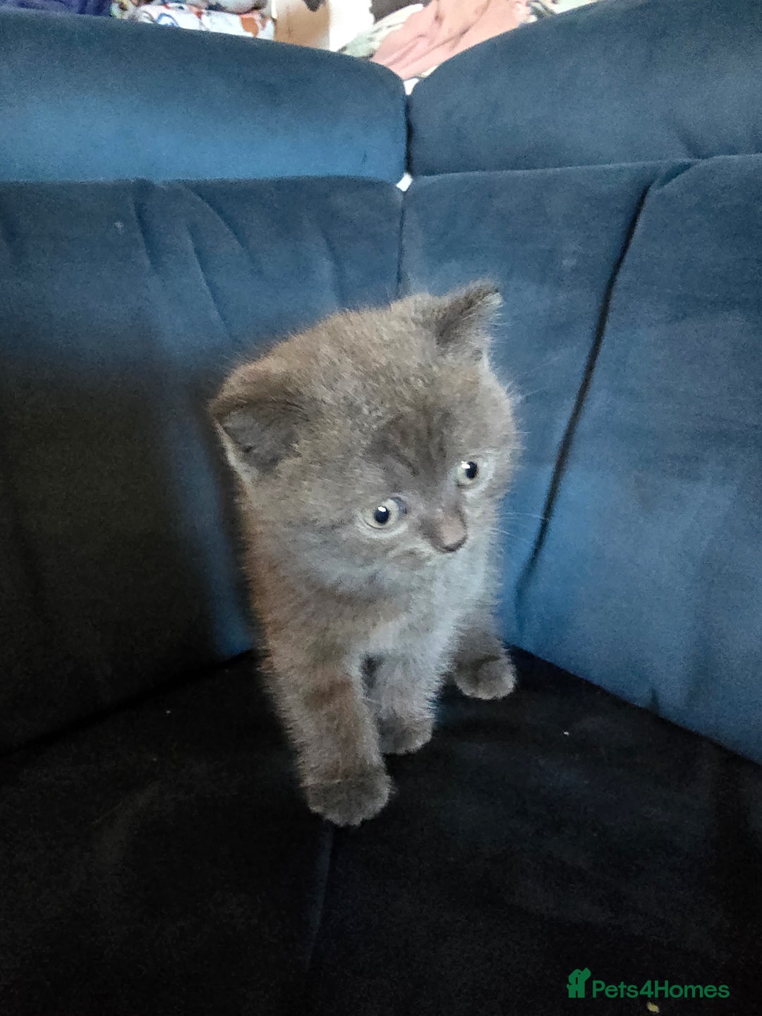 British Shorthair cats for sale: Gorgeous half British short-hair kittens - Image 15